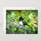 Rufous味方されたTowheeのすずめ ポストカード (正面/裏面)