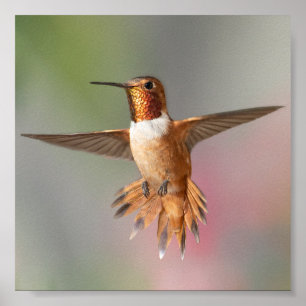 Rufous Hummingbird空白のノートカード ポスター