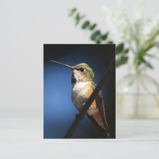 Rufous Hummingbird – はがき (スタンド正面)