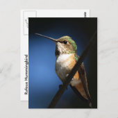 Rufous Hummingbird – はがき (正面/裏面)