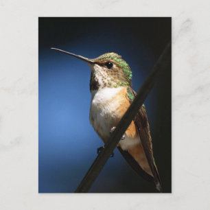 Rufous Hummingbird – はがき