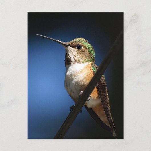 Rufous Hummingbird – はがき (正面)