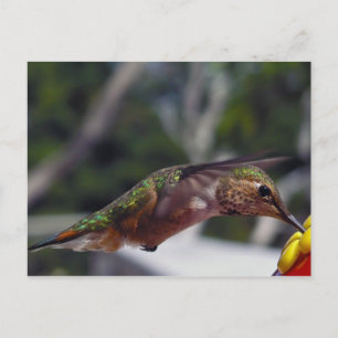 Rufous Hummingbird – ポストカード