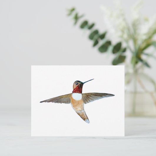 Rufous Hummingbird ポストカード (スタンド正面)