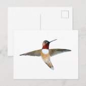 Rufous Hummingbird ポストカード (正面/裏面)