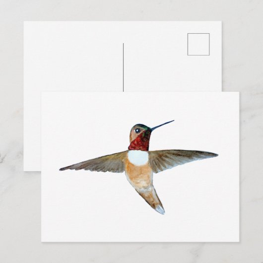 Rufous Hummingbird ポストカード (正面/裏面)