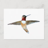 Rufous Hummingbird ポストカード (正面)