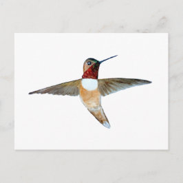 Rufous Hummingbird ポストカード