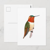 Rufous Hummingbird ポストカード (正面/裏面)