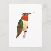 Rufous Hummingbird ポストカード (正面)