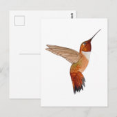 Rufous Hummingbird ポストカード (正面/裏面)