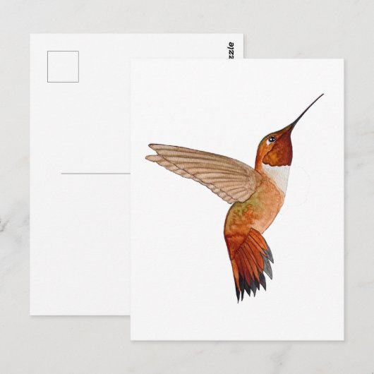 Rufous Hummingbird ポストカード (正面/裏面)