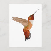 Rufous Hummingbird ポストカード (正面)