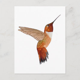 Rufous Hummingbird ポストカード