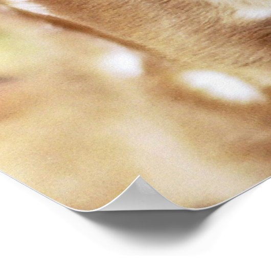 Rumi Where you stand ポスター (角)