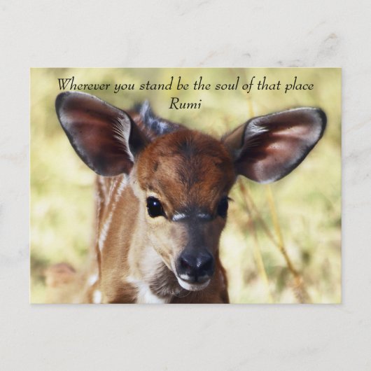 Rumi Where you stand ポストカード (正面)