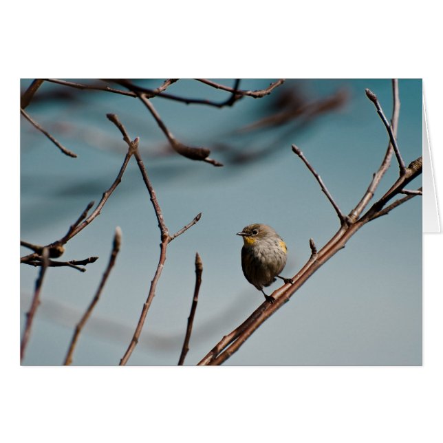 Rumpedの黄色いアメリカムシクイ01 (正面横)