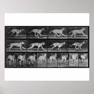 Running Dog, plate 707 from 'Animal Locomotion', 1 ポスター