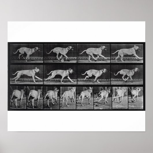 Running Dog, plate 707 from 'Animal Locomotion', 1 ポスター (正面)