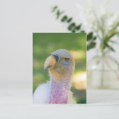 Rupellのシロエリハゲワシの郵便はがき ポストカード (スタンド正面)