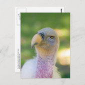 Rupellのシロエリハゲワシの郵便はがき ポストカード (正面/裏面)