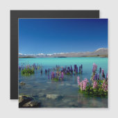 Russell Lupins in Lake Tekapo, Magnet (正面/裏面)