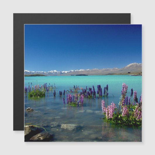 Russell Lupins in Lake Tekapo, Magnet (正面/裏面)