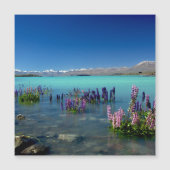 Russell Lupins in Lake Tekapo, Magnet (正面)