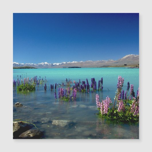 Russell Lupins in Lake Tekapo, Magnet (正面)