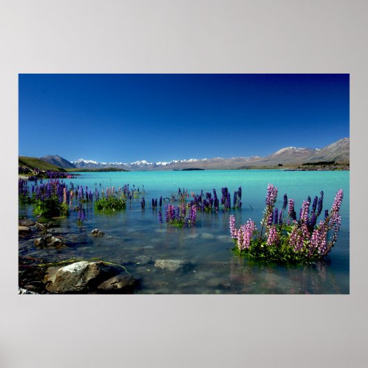 Russell Lupins in Lake Tekapo, New Zealand ポスター (正面)