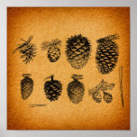Rustic Pinecones Pine Cone Artwork Antique Design ポスター<br><div class="desc">A vintage rustic pine cone illustration print design on a white background.. This old fashioned pinecones art design is perfect for anyone who loves fall & autumn, rustic orange brown color designs, and antique art illustrations. Perfect for the christmas holiday season, for fall & autumn, or for any time of...</div>