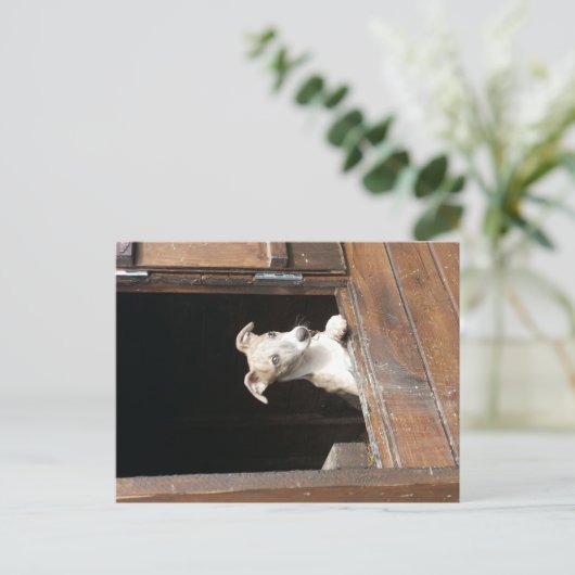 Rustic Whippet Postcard ポストカード (スタンド正面)
