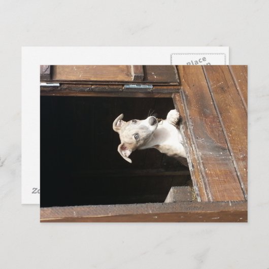Rustic Whippet Postcard ポストカード (正面/裏面)