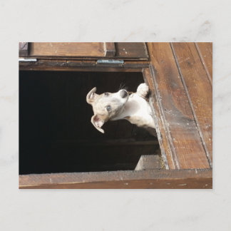 Rustic Whippet Postcard ポストカード