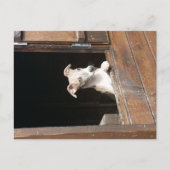 Rustic Whippet Postcard ポストカード (正面)