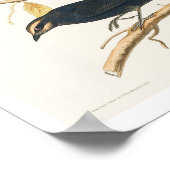 Rusty Grakle by Audubon Poster ポスター (角)
