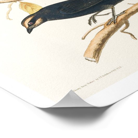 Rusty Grakle by Audubon Poster ポスター (角)