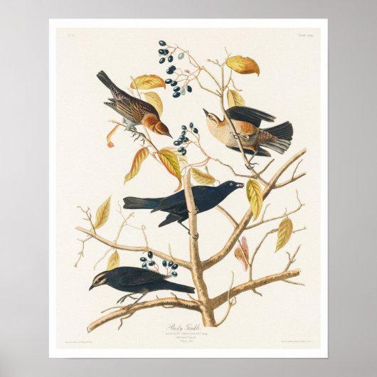 Rusty Grakle by Audubon Poster ポスター (正面)