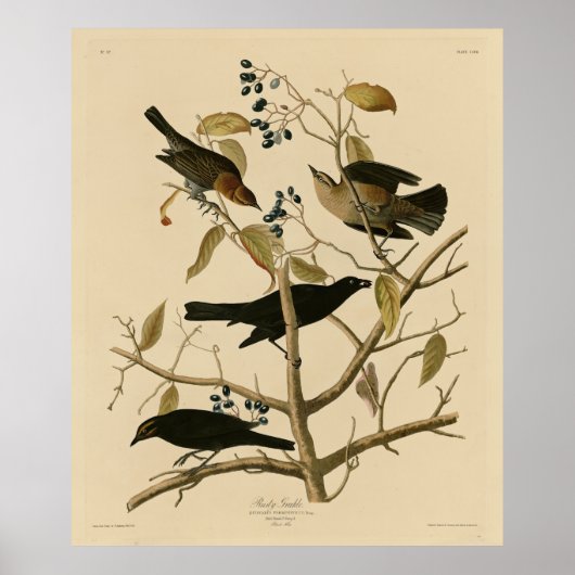 Rusty Grakle (Grackle)オードゥボンの鳥たち ポスター (正面)