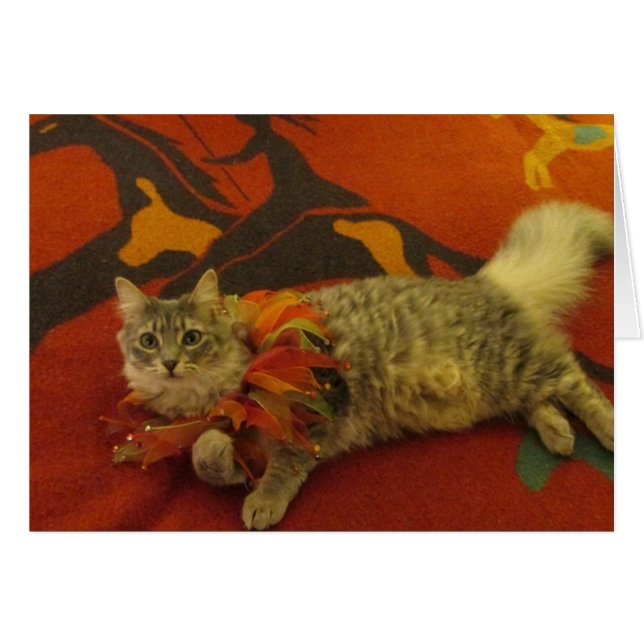 Ruthie猫 (正面横)