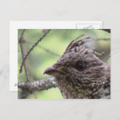 S燃えるユタ渓谷鳥獣が動物を飛ぶ ポストカード (正面/裏面)