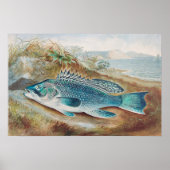 S.A.キルボーンによるシーバス、ヴィンテージの魚 ポスター (正面)