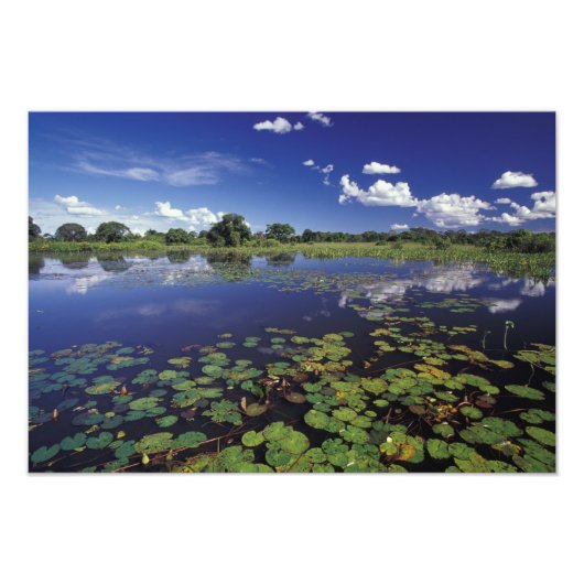 S.A.，ブラジル，パンタナルの水路 フォトプリント            (正面)