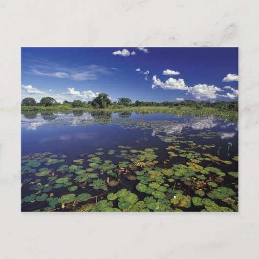 S.A. ブラジル, パンタナール地方の水路 ポストカード (正面)
