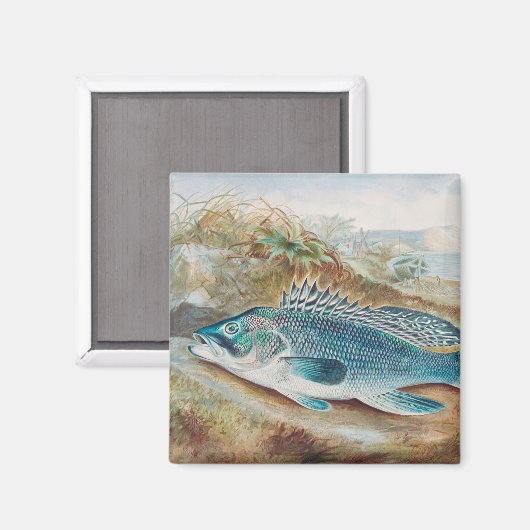S.A. Kilbourneによるヴィンテージの魚のイラスト「シーバス」 マグネット (正面/裏面)
