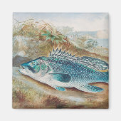 S.A. Kilbourneによるヴィンテージの魚のイラスト「シーバス」 マグネット (正面)