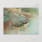 S.A. Kilbourneによるヴィンテージの魚の絵画「アメリカナマズ」 ポストカード (正面)