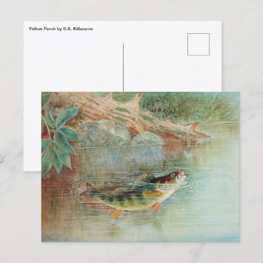 S.A. Kilbourneによるヴィンテージの魚の絵画「アメリカナマズ」 ポストカード (正面/裏面)