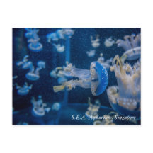 S.E.A.アクアリウム・シンガポールのクラゲ