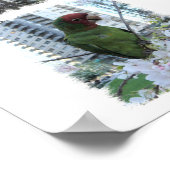 S.F.ポスターの野生のオウム ポスター (角)